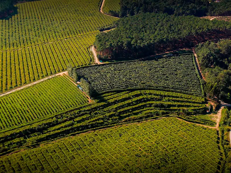 Ruta do Vino Rias Baixas